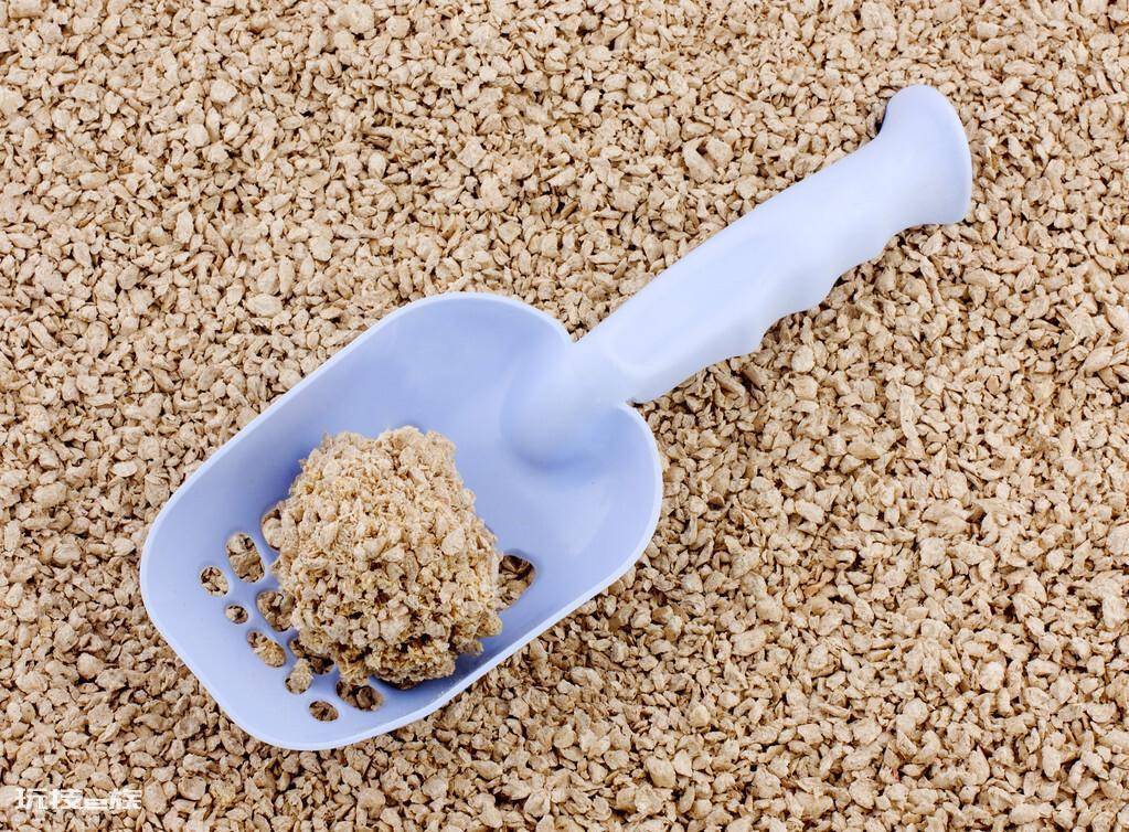 猫砂可以做肥料吗(使用过的猫砂用来栽种植物的方法)-图片2